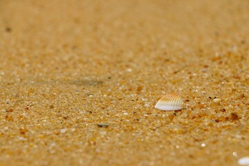 A single seashell lies on warm, golden sand, glistening in the sun. The tranquil beach setting invites relaxation, with gentle waves in the background