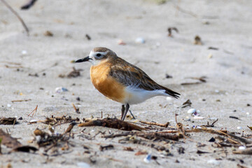 New Zealand Dotterel