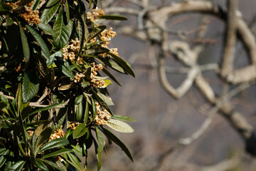 枯れたキンモクセイから顔を出すメジロ