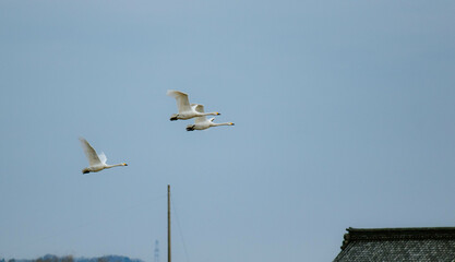 空を飛ぶコハクチョウたち
