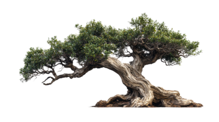 A large tree with a trunk that is twisted and gnarled