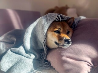 Pensive Shiba Inu with a sorrowful expression, head nestled under a blanket. The mood is reflective and contemplative. High quality close-up photo. copy space available.