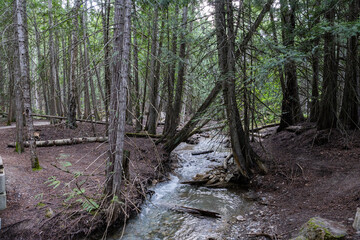 Margaret Falls loop trail with mountain stream near Shuswap lake British Columbia with scenic hiking trail