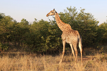 Giraffe / Giraffe / Giraffa camelopardalis