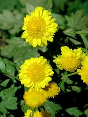 Bright yellow flowers flourish in a garden setting under natural sunlight during springtime