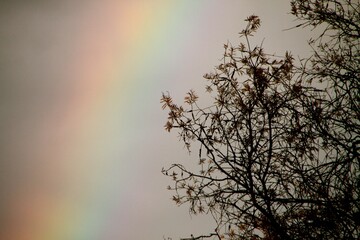 A vibrant rainbow gracefully spans the sky, contrasting beautifully with the silhouette of bare...