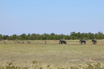 Afrikanischer Elefant und Steppenzebra / African elephant and Burchell's zebra / Loxodonta africana...