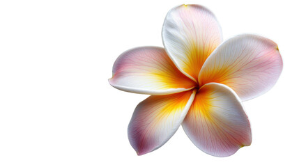 Fototapeta premium Vibrant plumeria showing vivid colors on transparent background