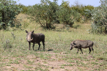 Fototapeta premium Warzenschwein / Warthog / Phacochoerus africanus