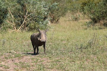 Warzenschwein / Warthog / Phacochoerus africanus