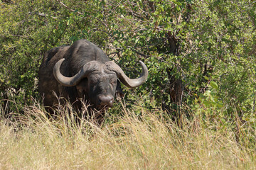 Obraz premium Kaffernbüffel / African buffalo / Syncerus caffer