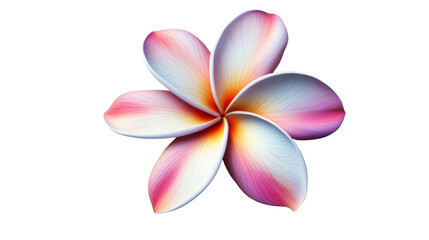 Pink and white plumeria flower blooming on transparent background