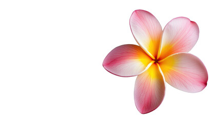 Fototapeta premium Pink and yellow frangipani flower with transparent background