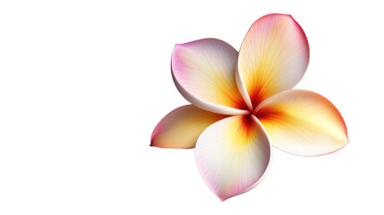 Vibrant frangipani flower blooming with grace on transparent background