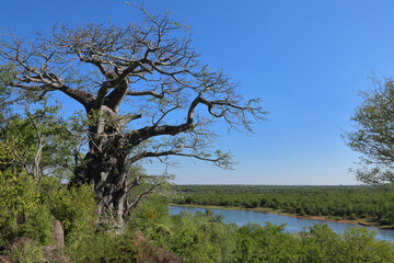 Afrikanischer Busch - Krügerpark - Pioneer Dam / African Bush - Kruger Park - Pioneer Dam /