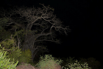 Affenbrotbaum / Baobab / Adansonia digitata.