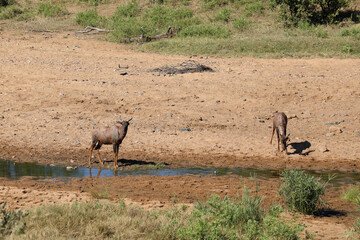 Leierantilope im Tsendze River / Common tsessebe in Tsendze River / Damaliscus lunatus