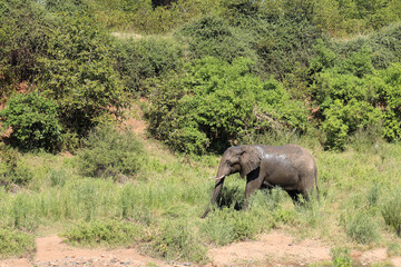 Afrikanischer Elefant / African elephant / Loxodonta africana