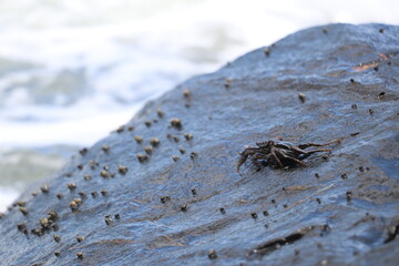 A crab navigates over a rocky surface covered with barnacles as waves crash in the background, highlighting the dynamic relationship between wildlife and ocean environment