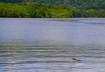 A creature glides through calm water in a serene river, with dense green foliage lining the banks. The scene captures the essence of wildlife in its natural environment