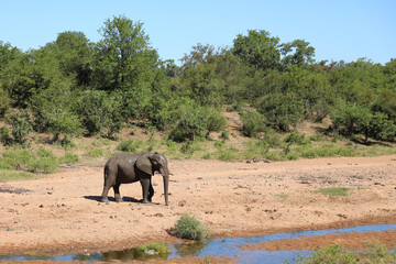Afrikanischer Elefant / African elephant / Loxodonta africana