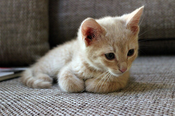 Curious kitten lounging on a sunlit floor near a wooden baseboard