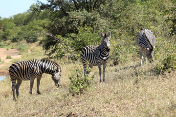 Obraz premium Steppenzebra / Burchell's zebra / Equus quagga burchellii