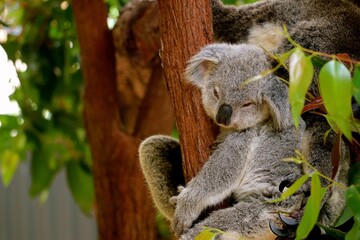 A young koala is seen comfortably snoozing while nestled against the bark of a tree. Bright green leaves frame this serene moment in its natural habitat under the clear blue sky