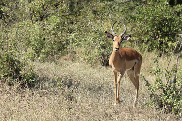 Schwarzfersenantilope / Impala / Aepyceros melampus