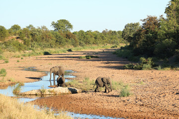 Fototapeta premium Afrikanischer Elefant im Tsendze River/ African elephant in Tsendze River / Loxodonta africana.