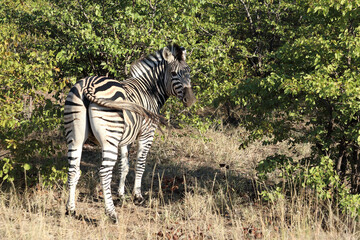Steppenzebra / Burchell's zebra / Equus quagga burchellii