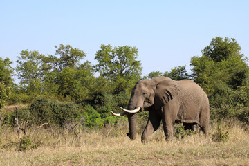Fototapeta premium Afrikanischer Elefant / African elephant / Loxodonta africana