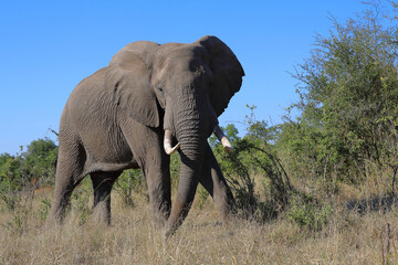 Fototapeta premium Afrikanischer Elefant / African elephant / Loxodonta africana