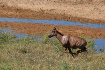 Leierantilope oder Halbmondantilope / Common tsessebe / Damaliscus lunatus.