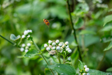 It is a widespread weed of disturbed areas. Bluemink,Yoat