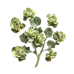 Obraz premium Green Cabbage Roses Botanical Illustration, Floral Art, Nature Photography