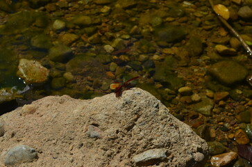 A red butterfly perches on a rock by the clear river. Its vibrant wings contrast beautifully with the natural background of stones in the water. Sunlight reflecting on the water’s surface creates a pe