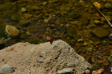 A red butterfly perches on a rock by the clear river. Its vibrant wings contrast beautifully with the natural background of stones in the water. Sunlight reflecting on the water’s surface creates a pe