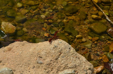 A red butterfly perches on a rock by the clear river. Its vibrant wings contrast beautifully with the natural background of stones in the water. Sunlight reflecting on the water’s surface creates a pe