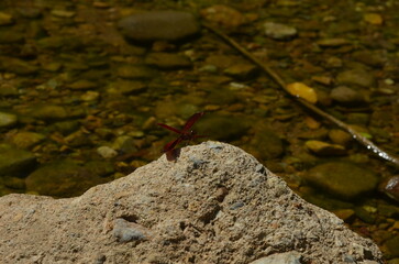 A red butterfly perches on a rock by the clear river. Its vibrant wings contrast beautifully with the natural background of stones in the water. Sunlight reflecting on the water’s surface creates a pe