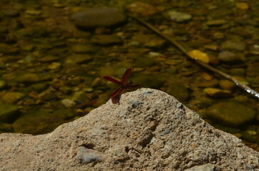 A red butterfly perches on a rock by the clear river. Its vibrant wings contrast beautifully with the natural background of stones in the water. Sunlight reflecting on the water’s surface creates a pe