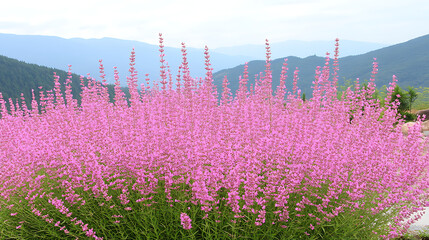 Mountain View with Masses of Pink Flowers Blooming in Garden Setting on Bright Day