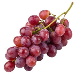 Fototapeta premium Freshly harvested red grapes on a vine ready for enjoyment or processing in a sunny orchard