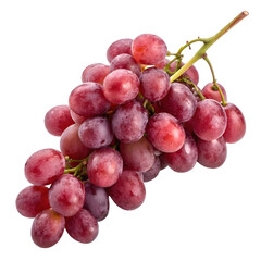 Fototapeta premium Freshly harvested red grapes on a vine ready for enjoyment or processing in a sunny orchard