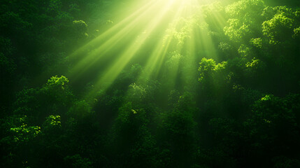 Fototapeta premium Sunbeams Through Lush Green Forest