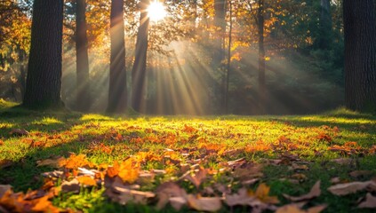 Autumnal Sunbeams in the Woods: A Serene Forest Scene