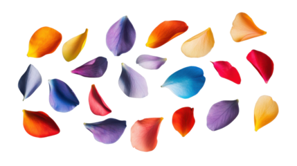 Colorful flower petals falling on transparent background
