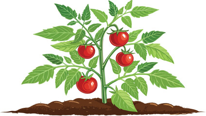 Tomato Illustration vector design, Tomato plant vector design