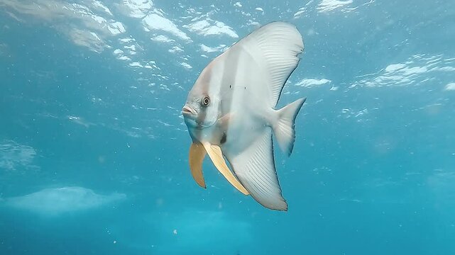 A solitary batfish (Platax teira) swims towards the camera in clear blue water. It opens its mouth, appearing as if it&rsquo;s about to speak, creating a captivating and curious scene.