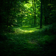 Obraz premium Sunlit Forest Path: Lush Green Canopy and Tranquil Atmosphere